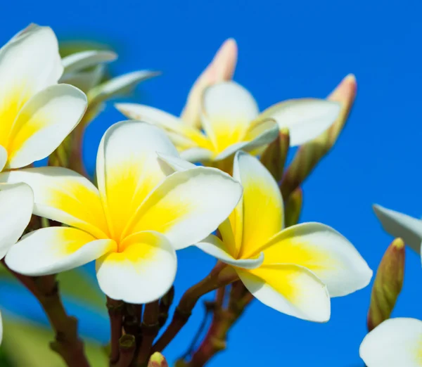 Schöne Frangipani-Blumen — Stockfoto