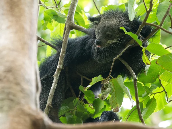 Zabawny zwierzę binturong — Zdjęcie stockowe