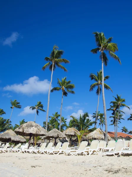 Caribbean Beach and Palm trees — Stock Photo, Image