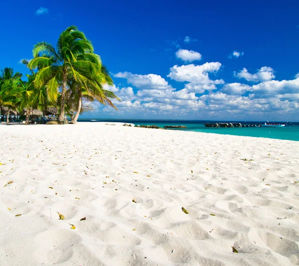 Palmbomen op het strand — Stockfoto