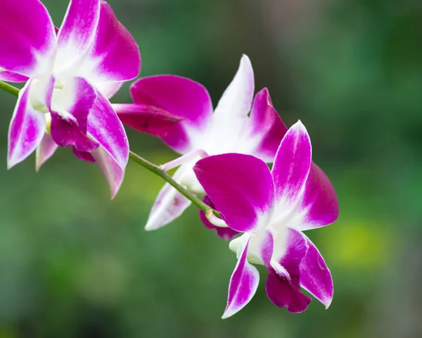 Beautiful orchid flowers — Stock Photo, Image