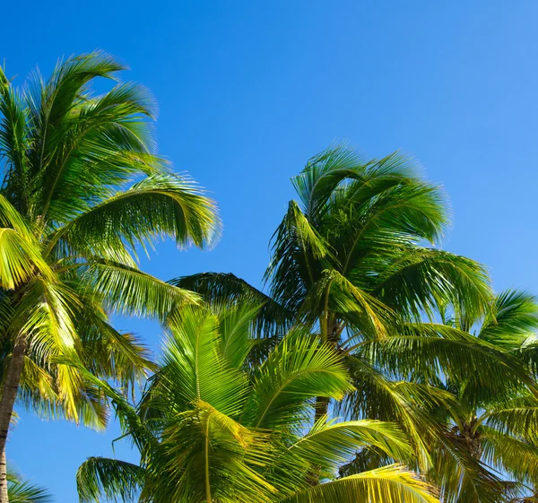 Palmbomen op sky — Stockfoto
