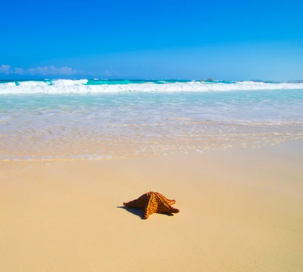 Starfish with ocean on beach — Stock Photo, Image