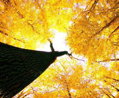 sonbahar yaprakları arka plan