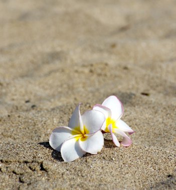 Çiçekler Plumeria sandy üzerinde