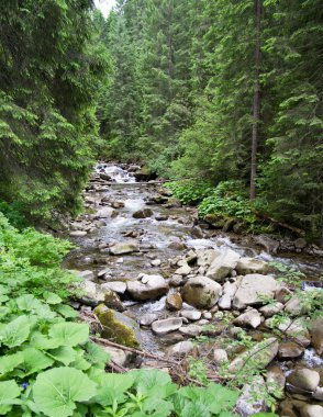 Açık Creek ormandaki nehir
