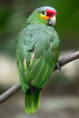 Parrot bird on perch clipart