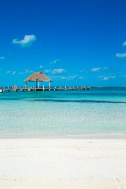 plaj ve tropikal deniz