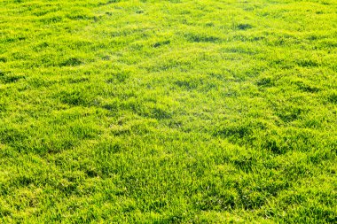 Çim doku alanından