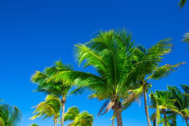 Gökyüzü palmiye ağaçlarının