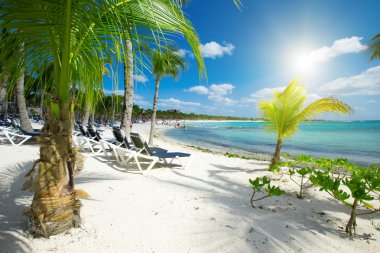 plaj ve tropikal deniz