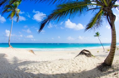 plaj ve tropikal deniz