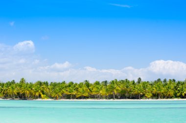 Caribbean beach ve palmiye ağaçları