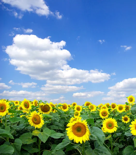 Zonnebloemen veld en de blauwe hemel — Stockfoto