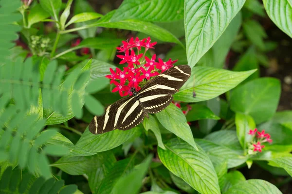 Schmetterling hockt auf Pflanze — Stockfoto