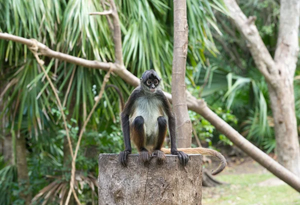 Macaco animal na natureza — Fotografia de Stock