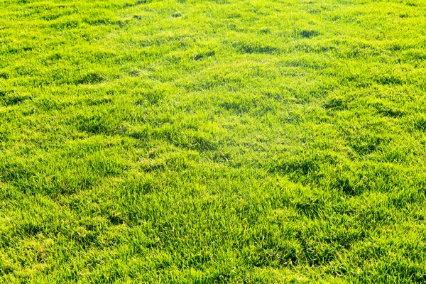 Gras textuur van veld — Stockfoto