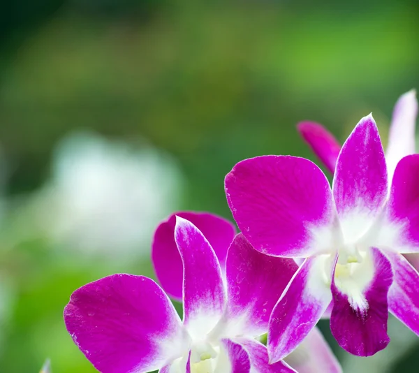 Schöne Orchideenblüten — Stockfoto