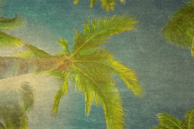 gökyüzü hurma ağacı