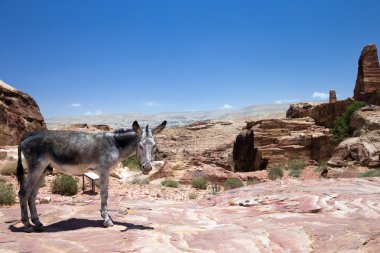 Eşek Petra harabelerde standları