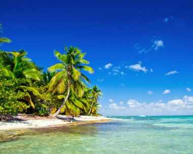 Caribbean beach ve palmiye ağaçları
