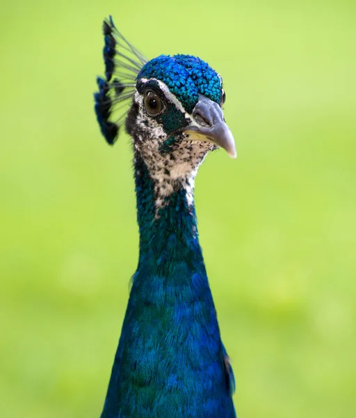 背景に孔雀鳥 — ストック写真