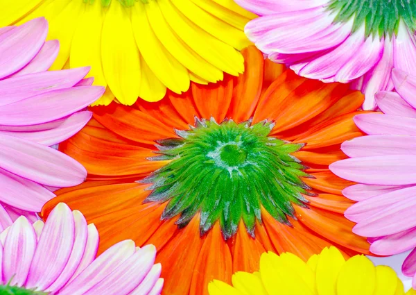 Gerbera flores closeup — Fotografia de Stock