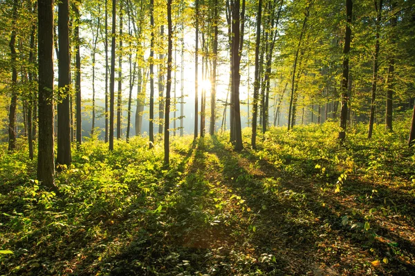 Bosque árboles fondo — Foto de Stock