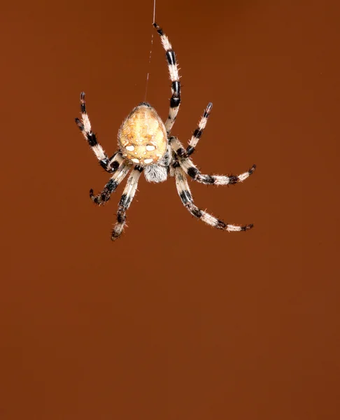Spindel på röd bakgrund — Stockfoto