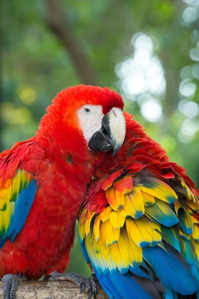 Papageien Vögel in der Natur — Stockfoto