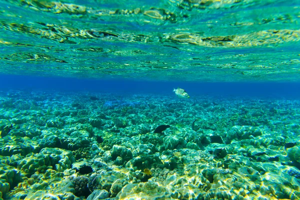 Panorama submarino con peces — Foto de Stock