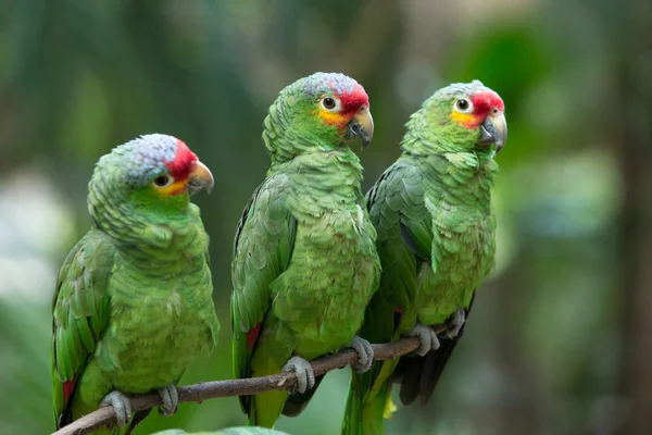 Papagájok, madarak, természet — Stock Fotó