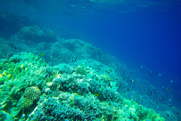 Underwater  panorama with fish
