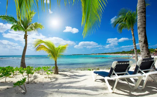 Palms and tropical beach — Stock Photo, Image