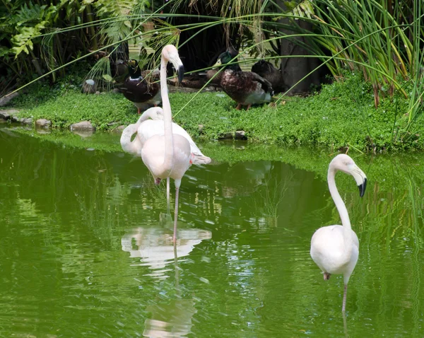 Vackra flamingos i vatten — Stockfoto