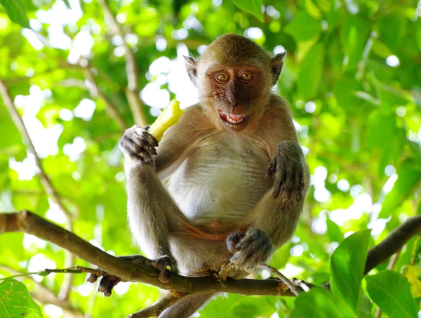 Macaco animal sentado na árvore — Fotografia de Stock