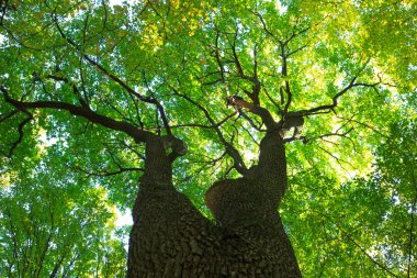 Orman ağaçları arka plan üzerinde