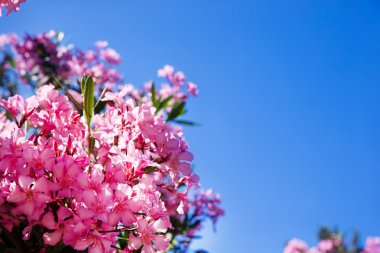 gökyüzü üzerinde pembe çiçekler