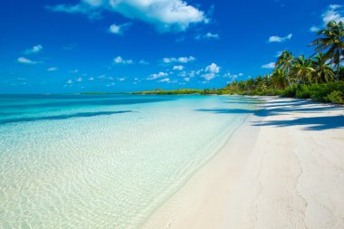 plaj ve tropikal deniz