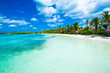 plaj ve tropikal deniz