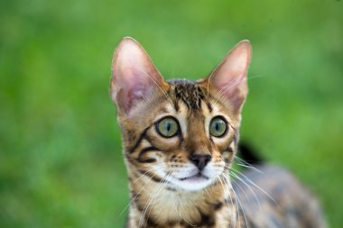 kedi içinde yeşil çimen
