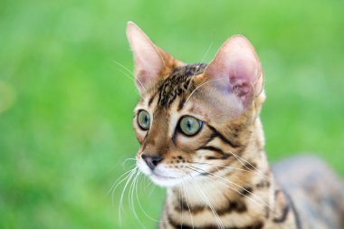 kedi içinde yeşil çimen