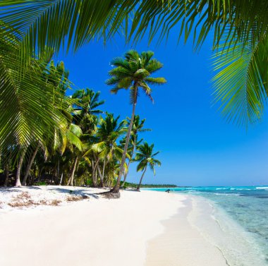 plaj ve tropikal deniz