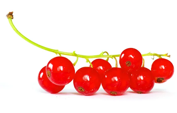 Porzeczki czerwone jagody — Zdjęcie stockowe