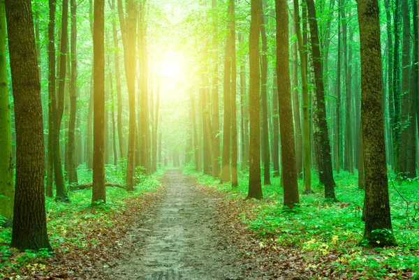 Morning sun in  green forest — Stock Photo, Image