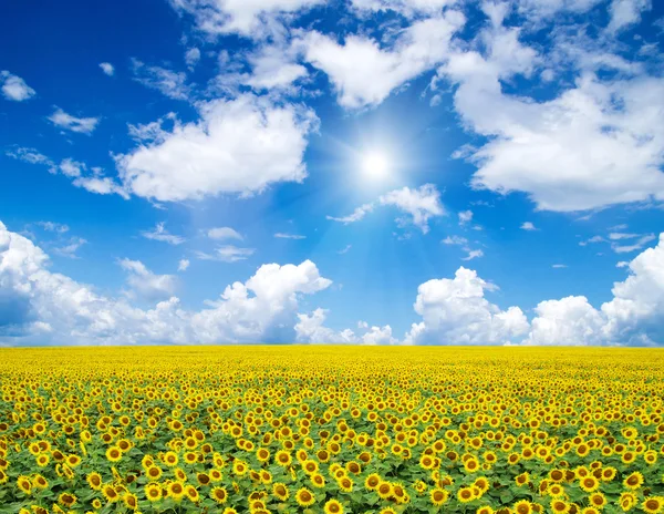 Campo floreciente de girasoles —  Fotos de Stock