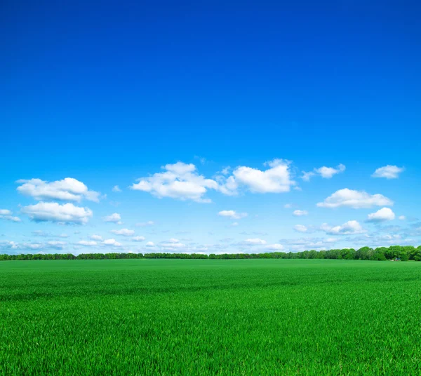 Campo — Fotografia de Stock