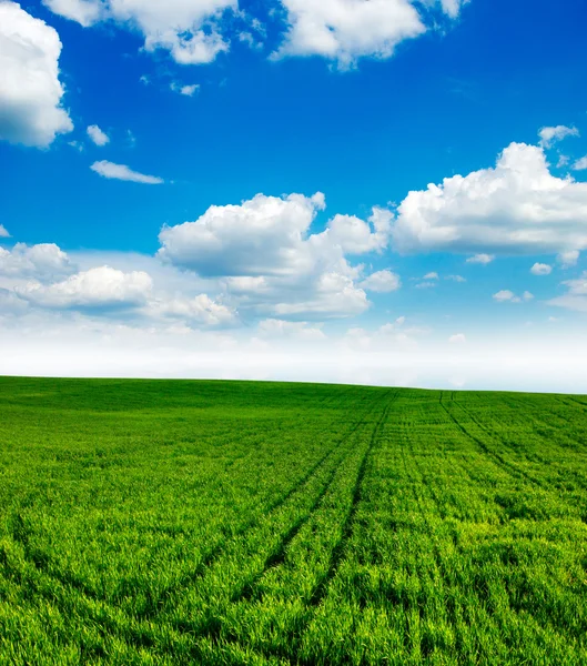 Grönt fält och blå himmel — Stockfoto