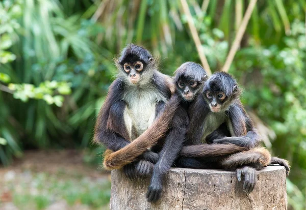 Macacos animais na natureza — Fotografia de Stock