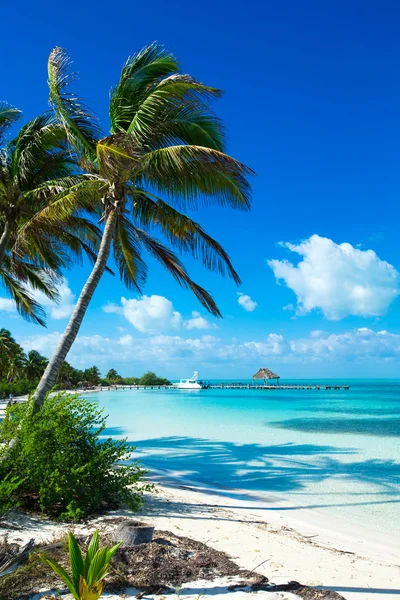 Palmy i tropikalna plaża — Zdjęcie stockowe